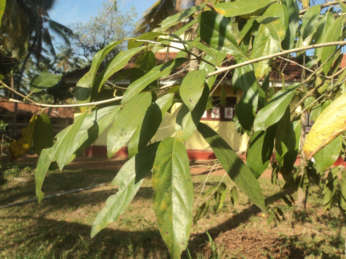 Alangium salviifolium (L.f.) Wangerin